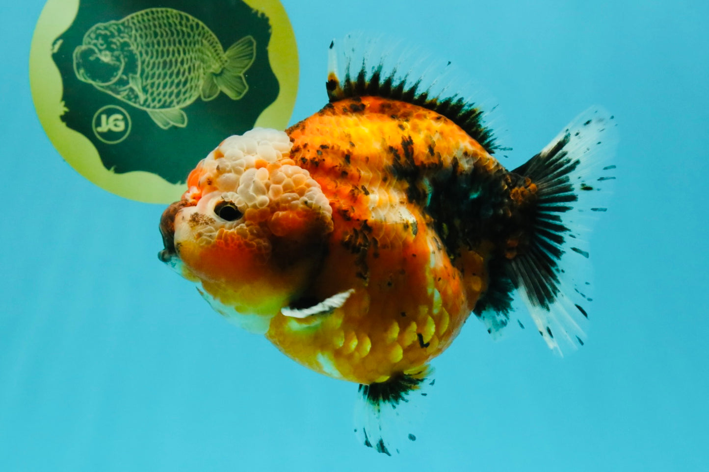 SPECIAL A Grade Sakura Yuanbao Female 5.5-6 inches #032026YB_27