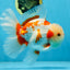AAA Grade ADORABLE Red White Oranda Male 6 inches #090525OR_08