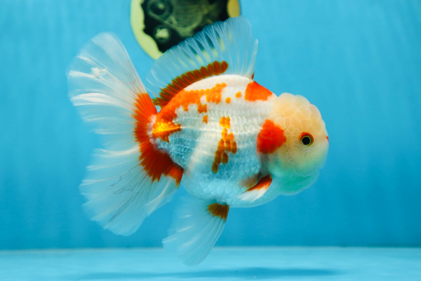 AAA Grade ADORABLE Red White Oranda Male 6 inches #090525OR_08