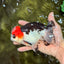 SUPER CUTE A Grade Tricolor Yuanbao Male 5.5 inches #051526YB_09
