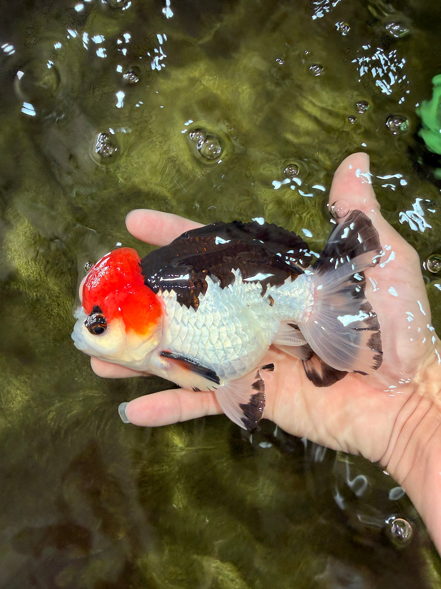 SUPER CUTE A Grade Tricolor Yuanbao Male 5.5 inches #051526YB_09