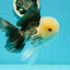 AAA Grade Lemonhead Panda Button Eyes Oranda Male 5.5-6 inches #1011OR_02