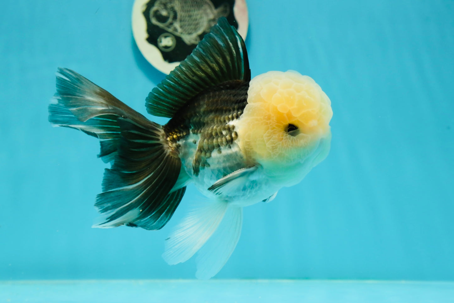 AAA Grade Lemonhead Panda Button Eyes Oranda Male 5.5-6 inches #1011OR_02