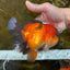 A Grade Apache Oranda Male 6 inches #080125OR_06