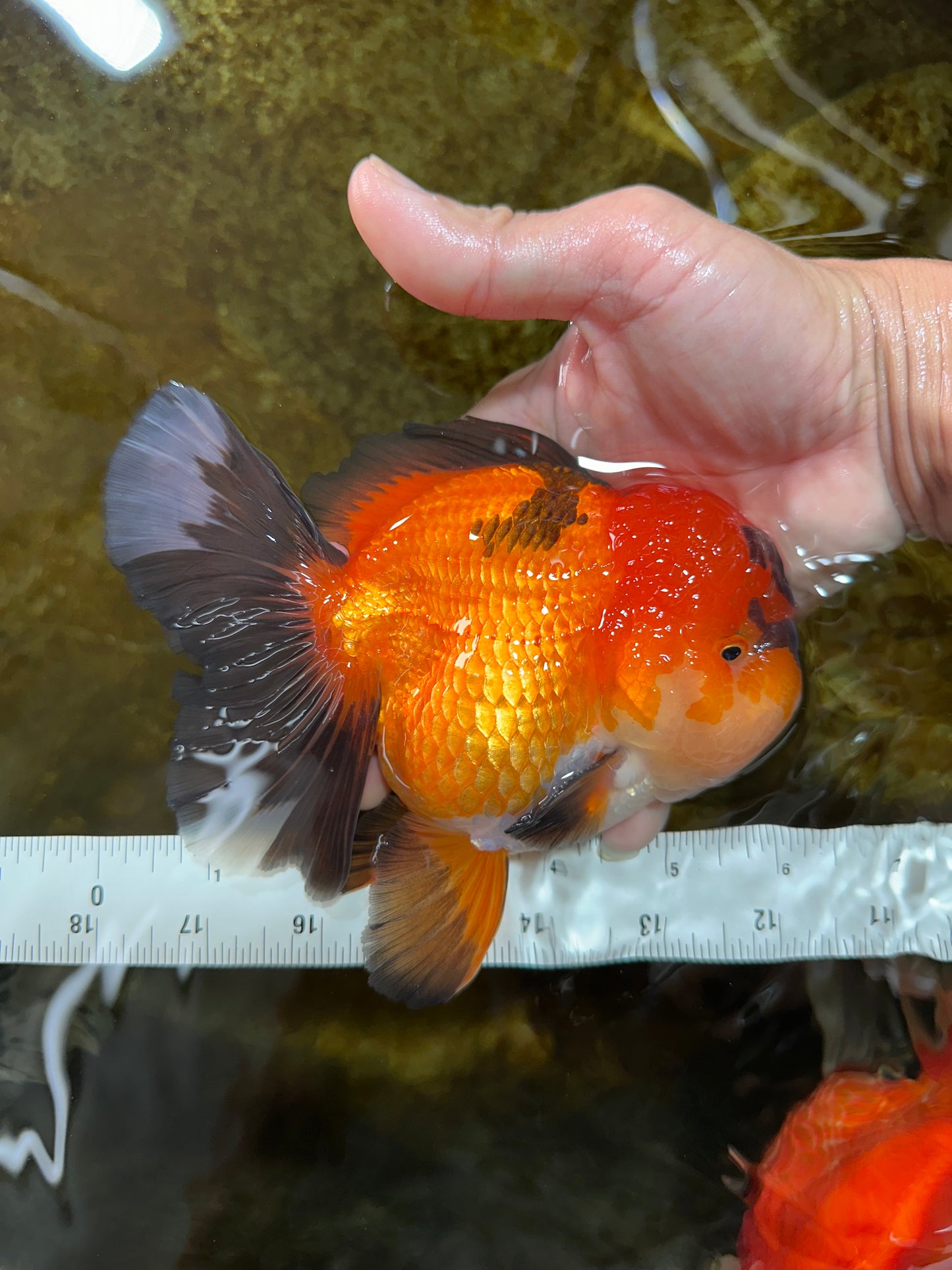 A Grade Apache Oranda Male 6 inches #080125OR_06