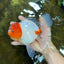 AAA Grade CHUNKY Sakura Oranda Female 6-6.5 inches #080825OR_15
