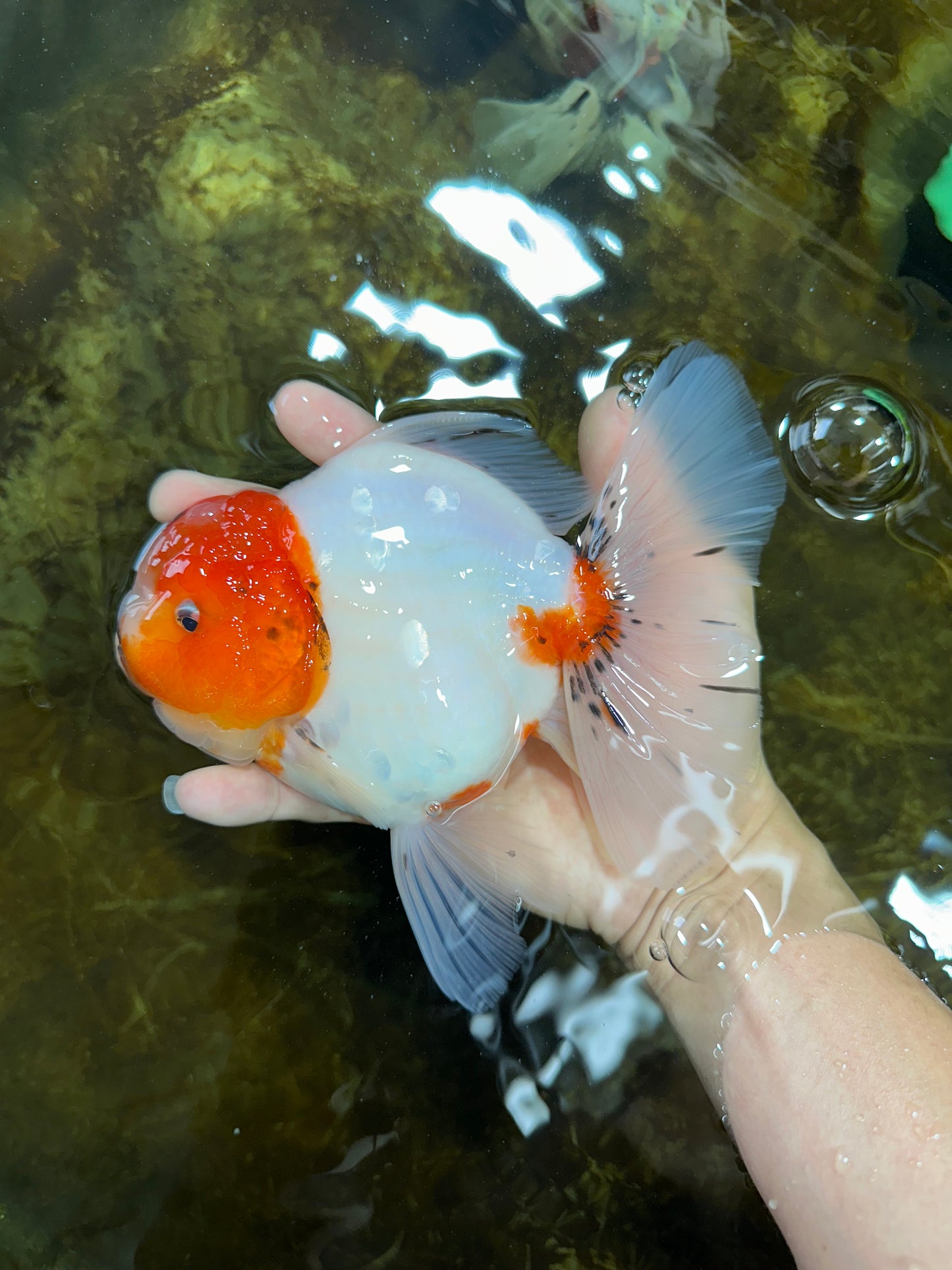 AAA Grade CHUNKY Sakura Oranda Female 6-6.5 inches #080825OR_15