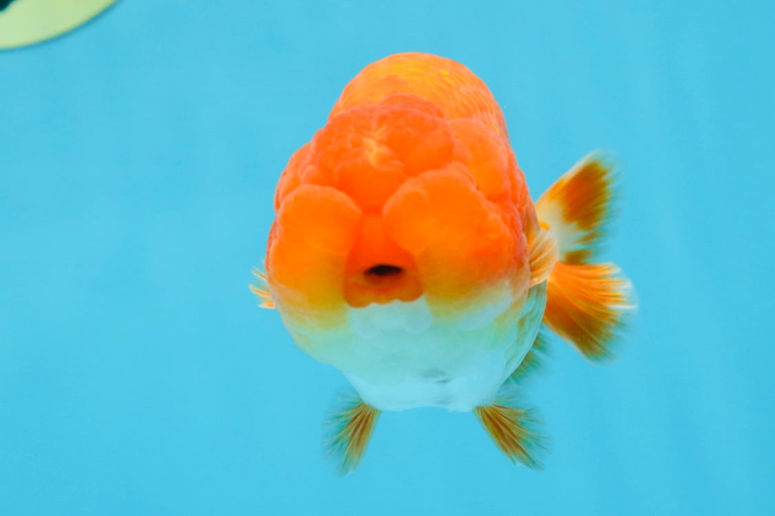 A Grade CHUBBY Red White LionKing 4.5 inches #072525LC_03