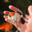 Tricolor Oranda Male 3.5 inches #102524OR_23