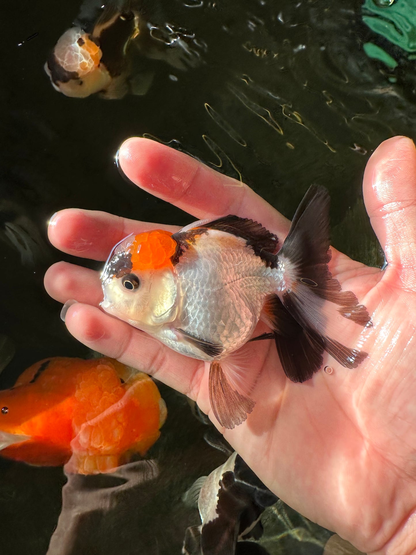 Tricolor Oranda Male 3.5 inches #102524OR_23