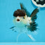 AAA Grade Tricolor Oranda Female 5 inches #0830OR_06