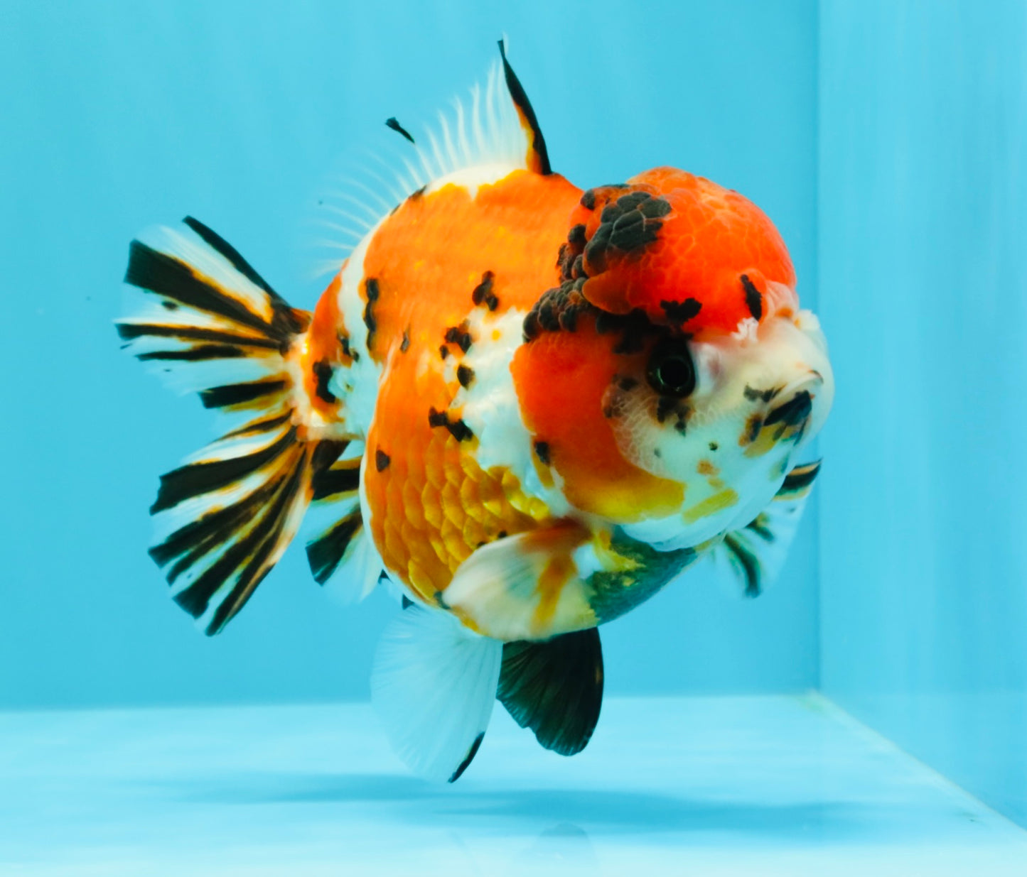 Tricolor Tiger Yuanbao Female 5.5 inches #030626YB_13