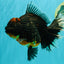 GIANT AAA Grade Red Head Kirin Oranda Male 7-7.5  inches #070326OR_05