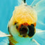 A Grade Marble Oranda Male 5.5-6 inches #082826OR_08