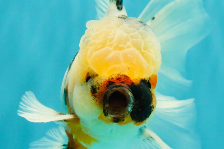 A Grade Marble Oranda Male 5.5-6 inches #082826OR_08