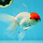 A Grade Tricolor Oranda Male 5 inches #060625OR_27