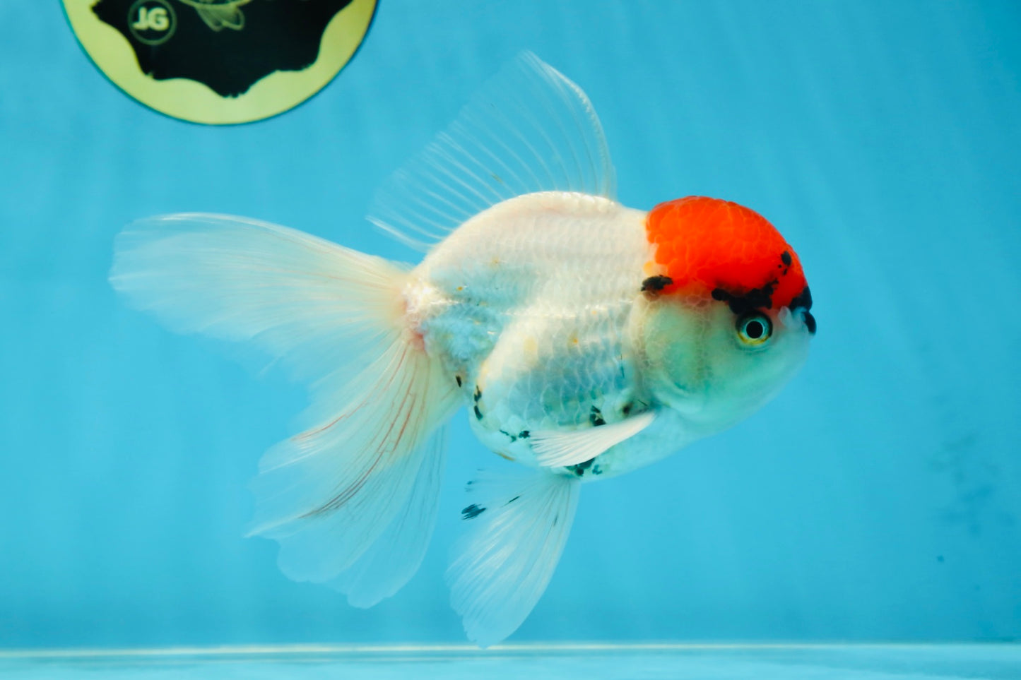 A Grade Tricolor Oranda Male 5 inches #060625OR_27