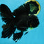 A Grade Black Oranda Male 5.5-6 inches #071125OR_13