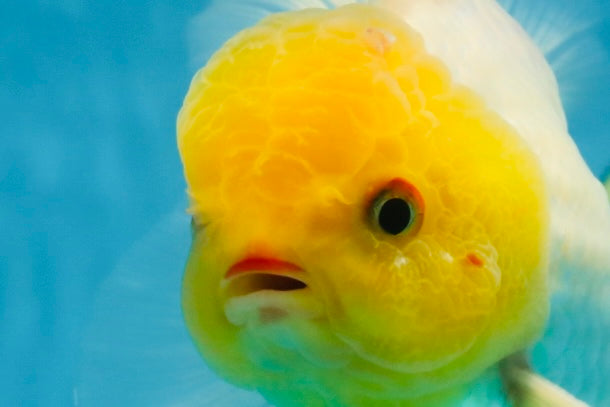 A Grade Lemonhead Oranda Male 5-inches #091225OR_28