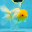 A Grade Lemonhead Oranda Male 5.5 inches #072525OR_10