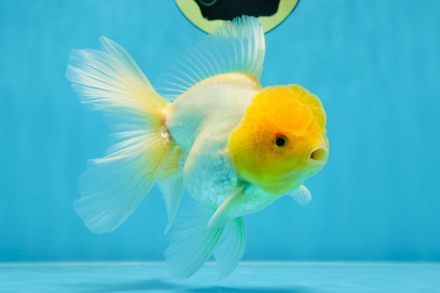 A Grade Lemonhead Oranda Male 5.5 inches #072525OR_10