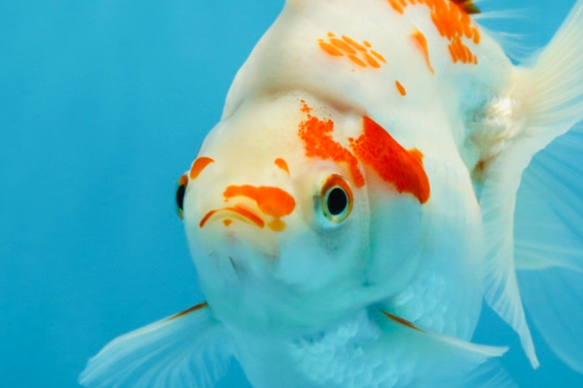 A Grade Kohaku Ryukin Red White Female 4.5-5 inches #070425RK_01