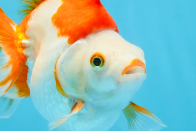 A Grade Red White Ryukin Female 5-5.5 inches #111425RK_07