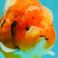 CHUBBY AAA Grade Kohaku Sakura Yuanbao Male 5 inches #092526YB_06
