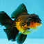 CHONKY A Grade Apache Oranda Male 5.5-6  inches #041026OR_13