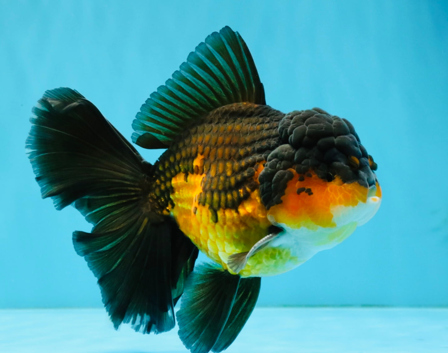 CHONKY A Grade Apache Oranda Male 5.5-6  inches #041026OR_13