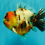 AAA Grade Calico Yuanbao Male 5.5 inches #073126YB_19