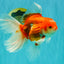 A Grade Red White Oranda Male 6-6.5 inches #100926OR_25