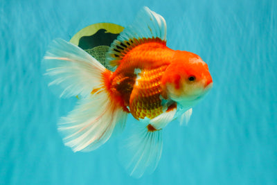 A Grade Red White Oranda Male 6-6.5 inches #100926OR_25