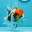 AAA Grade Caribe Calico Oranda Male 4.5 inches #1201OR_12