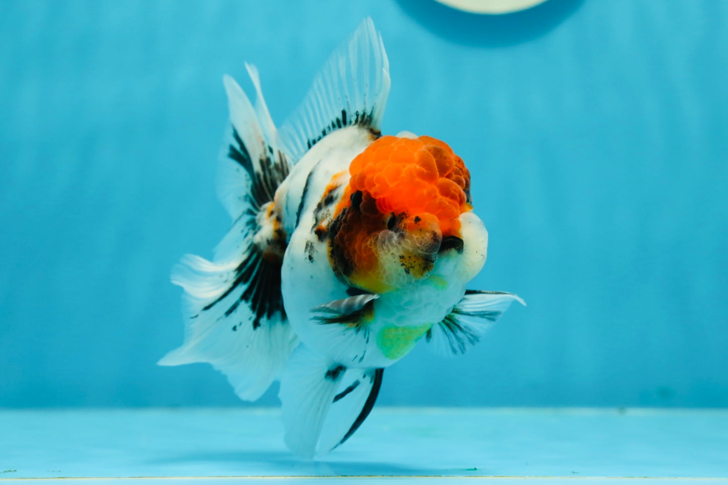 AAA Grade Caribe Calico Oranda Male 4.5 inches #1201OR_12