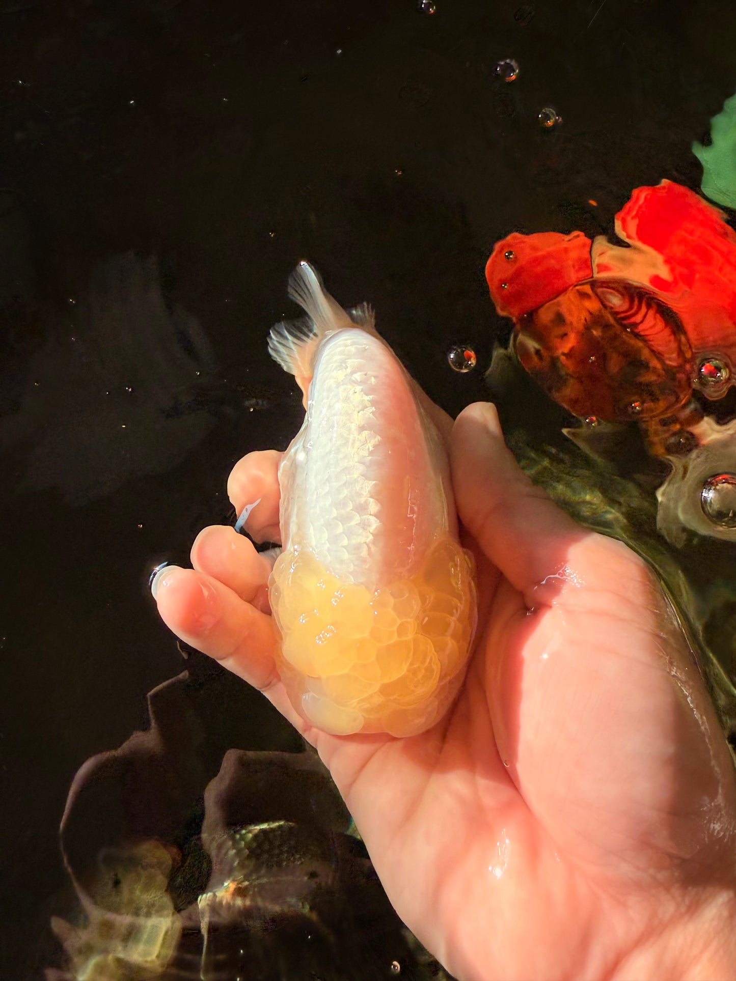 A Grade White LionQueen 4-4.5 inches #030626LC_04