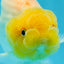 Lemonhead Lionchu Male 4-4.5 inches #0927LC_10