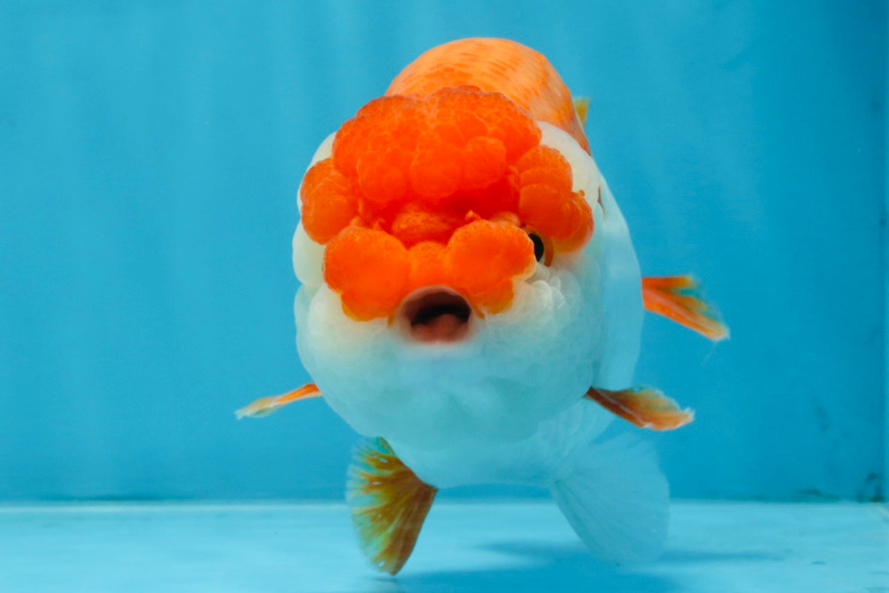 A Grade Red White LionKing 5.5-6 inches #103125LC_10