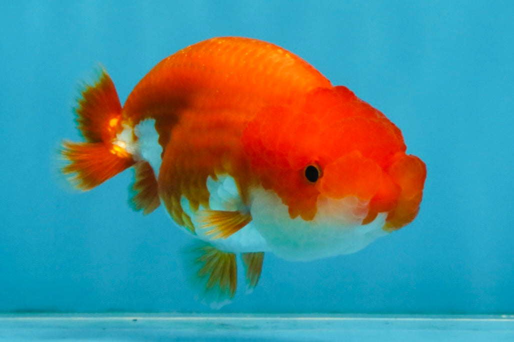 A Grade Red White LionQueen 4 inches #112825LC_04