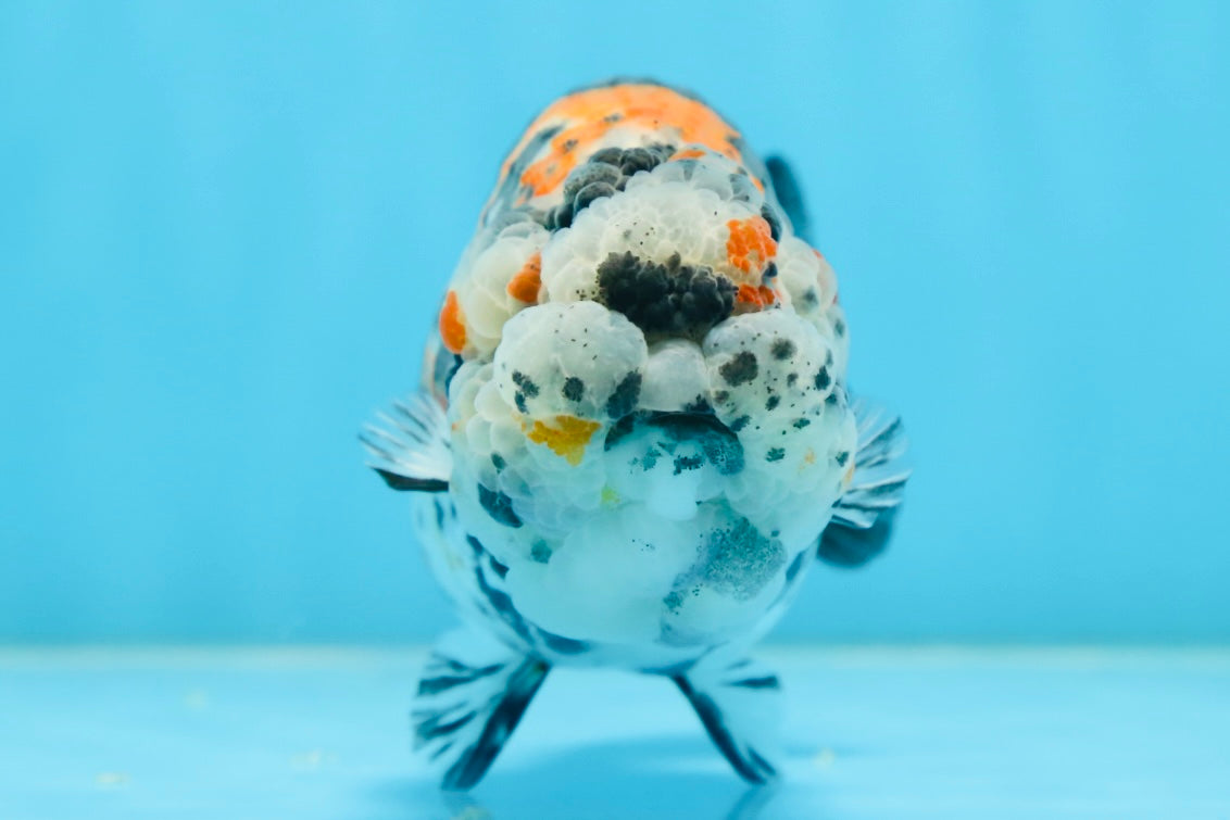 RARE AAA Grade Special Tricolor Tiger LionQueen 4.5-5 inches #082225LC_02