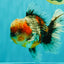 FLUFFY AAA Grade Calico Kirin Oranda Male 7 inches #100926OR_09