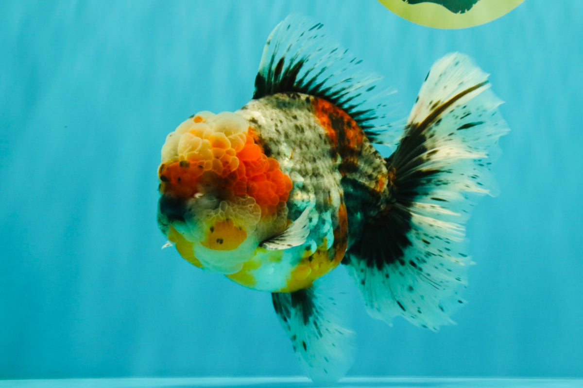 FLUFFY AAA Grade Calico Kirin Oranda Male 7 inches #100926OR_09
