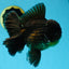 AAA Grade Jumbo Black Oranda Male 5-5.5 inches #053025OR_24