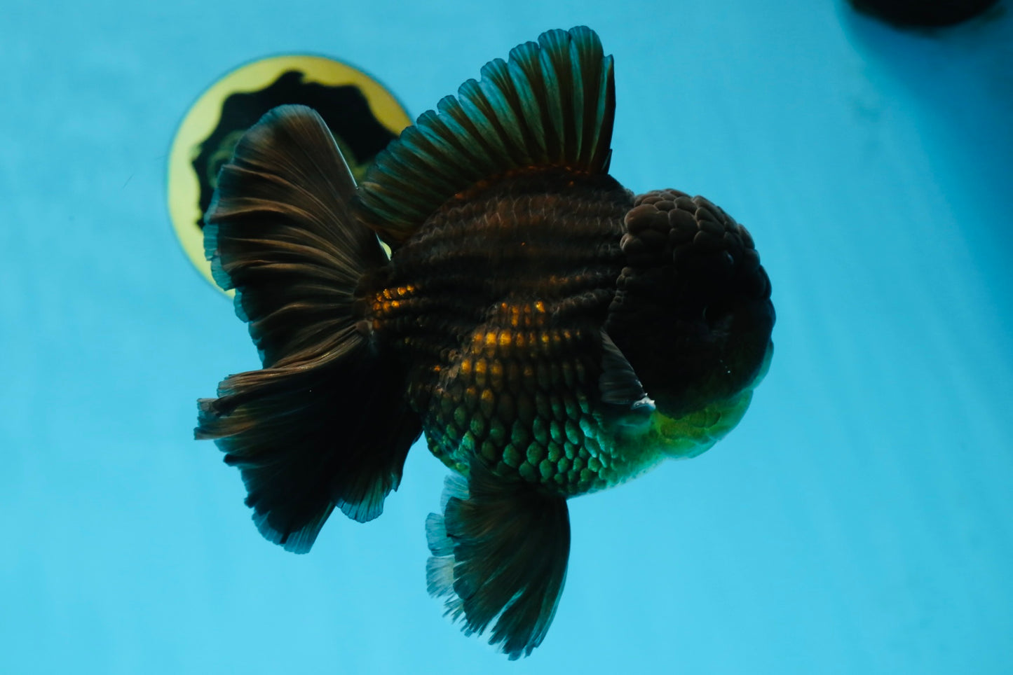 AAA Grade Jumbo Black Oranda Male 5-5.5 inches #053025OR_24
