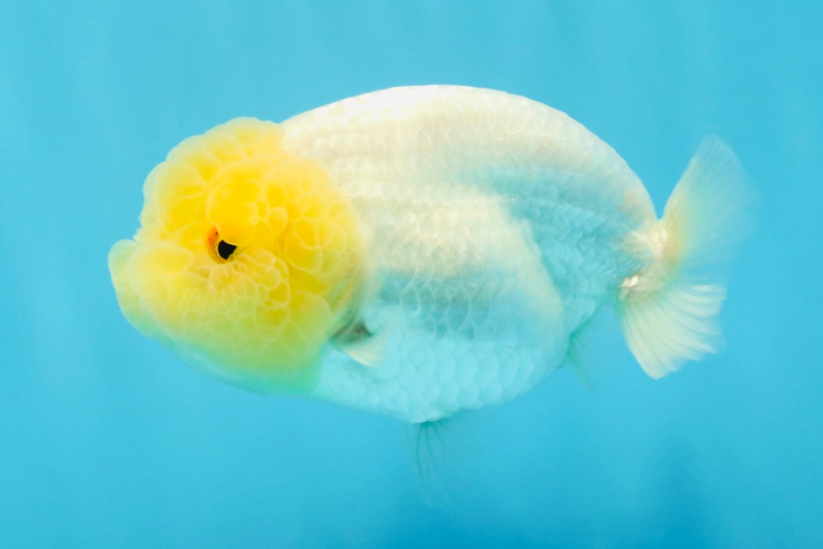 SUNNY AAA Grade Red White LionQueen 4.5 inches #032726LC_15