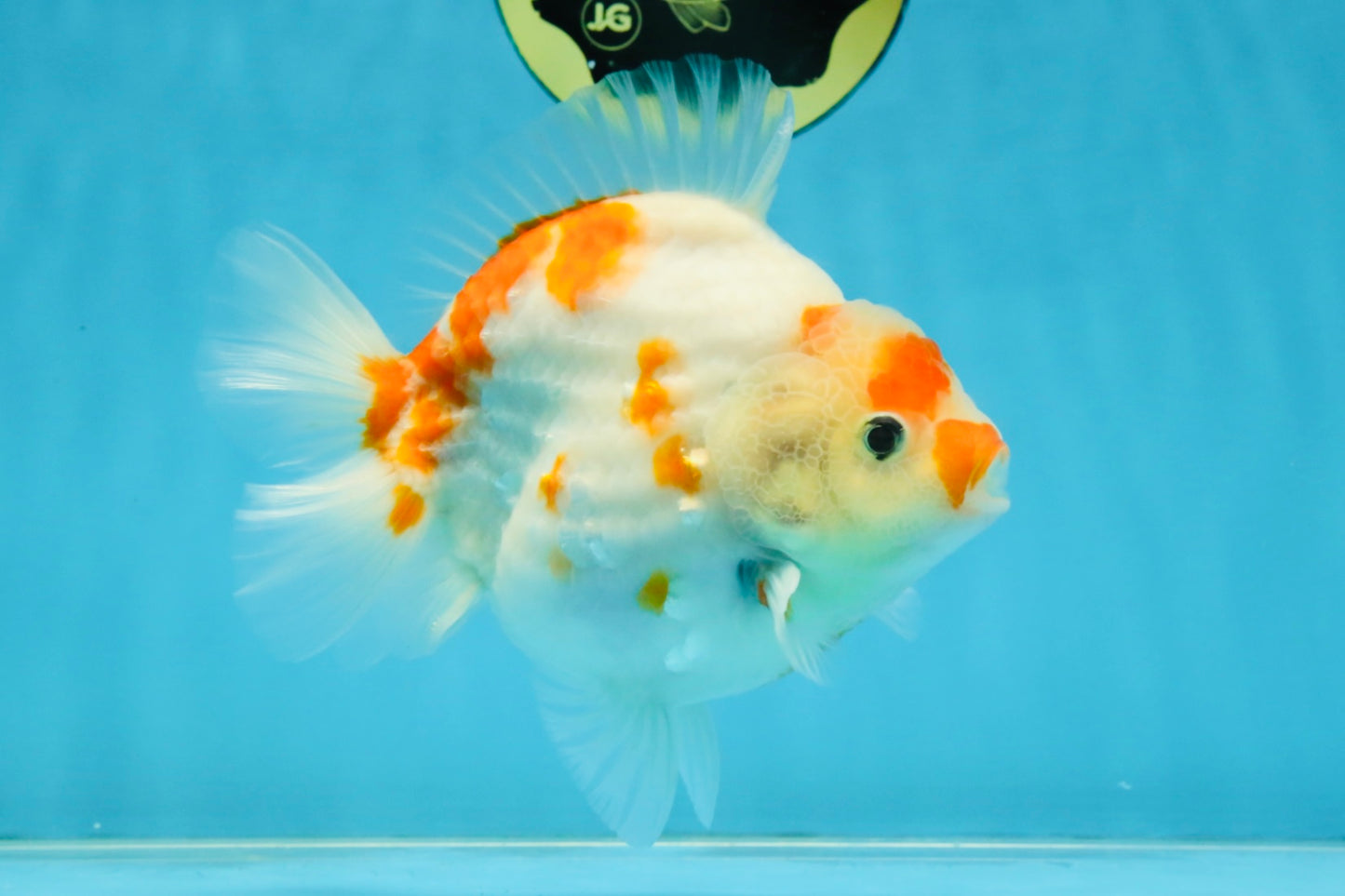 AAA Grade Godzilla Sakura Yuanbao Male 5-5.5 inches #112825YB_18