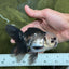 Panda Oranda Male 4.5-5 inches #112924OR_21