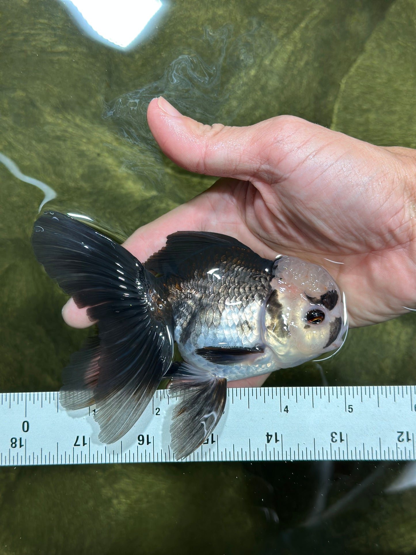 Panda Oranda Male 4.5-5 inches #112924OR_21