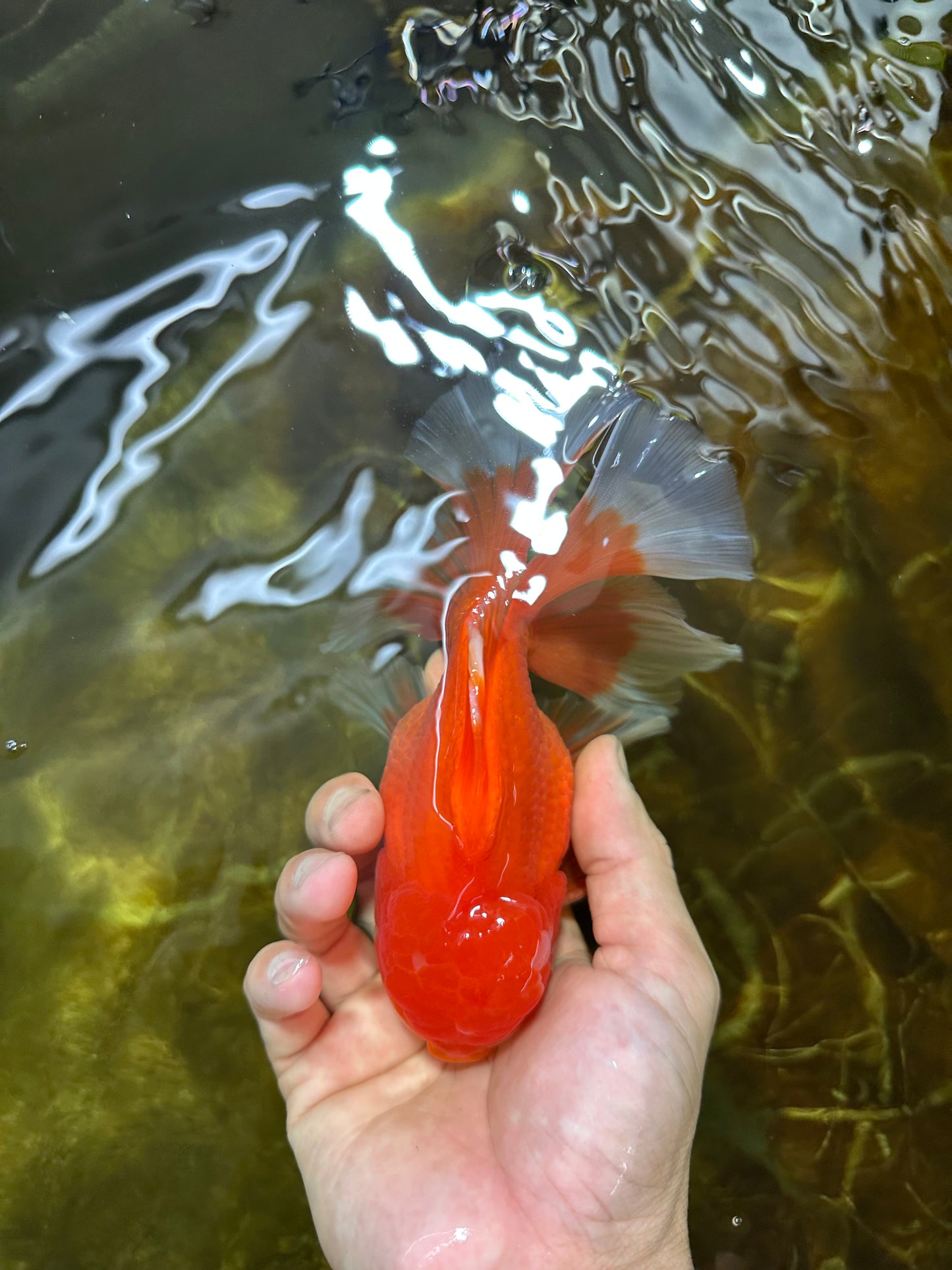 AAA Grade BEAUTY Red White Oranda Male 6 inches #082925OR_16