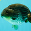 AAA Grade Black Blue Ranchu Female 6 inches #102326RC_01